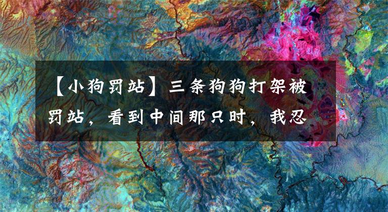 【小狗罚站】三条狗狗打架被罚站,看到中间那只时,我忍不住笑了出来!
