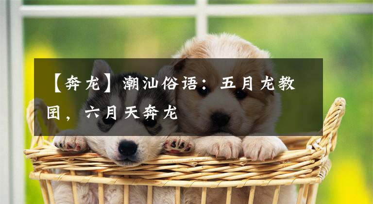【奔龙】潮汕俗语:五月龙教囝,六月天奔龙