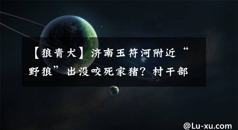 【狼青犬】济南玉符河附近“野狼”出没咬死家猪?村干部回应:已抓获“肇事者”