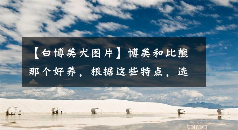 【白博美犬图片】博美和比熊那个好养,根据这些特点,选出你心中的NO.1
