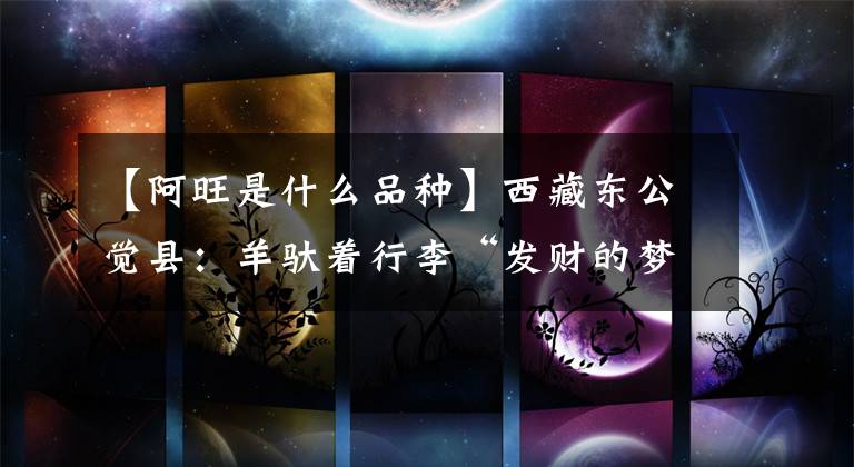 【阿旺是什么品种】西藏东公觉县：羊驮着行李“发财的梦想”