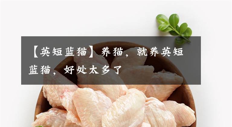 【英短蓝猫】养猫，就养英短蓝猫，好处太多了
