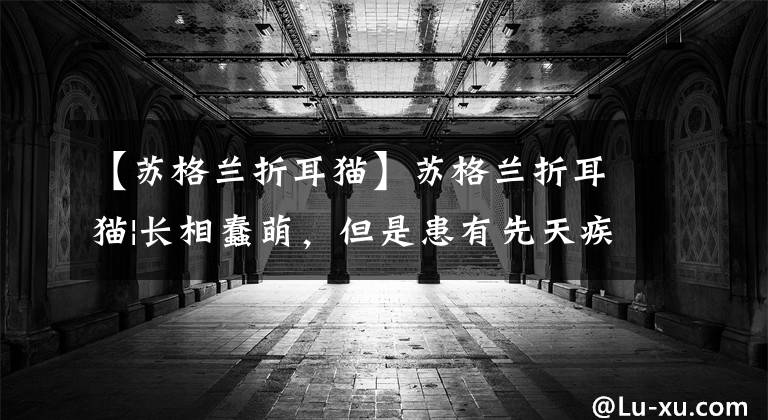 【苏格兰折耳猫】苏格兰折耳猫|长相蠢萌，但是患有先天疾病，你会选择养吗？