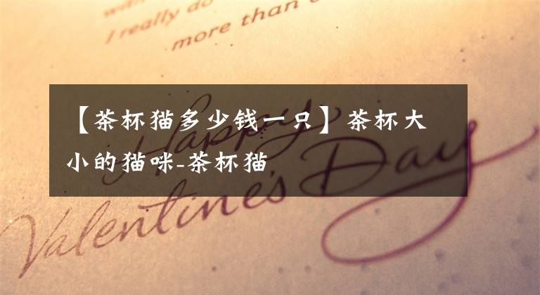 【茶杯猫多少钱一只】茶杯大小的猫咪-茶杯猫