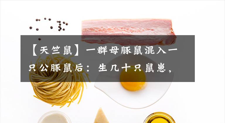 【天竺鼠】一群母豚鼠混入一只公豚鼠后:生几十只鼠崽,铲屎官年入几十万