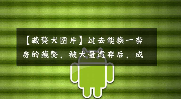 【藏獒犬图片】过去能换一套房的藏獒，被大量遗弃后，成了高原上的“恶霸”