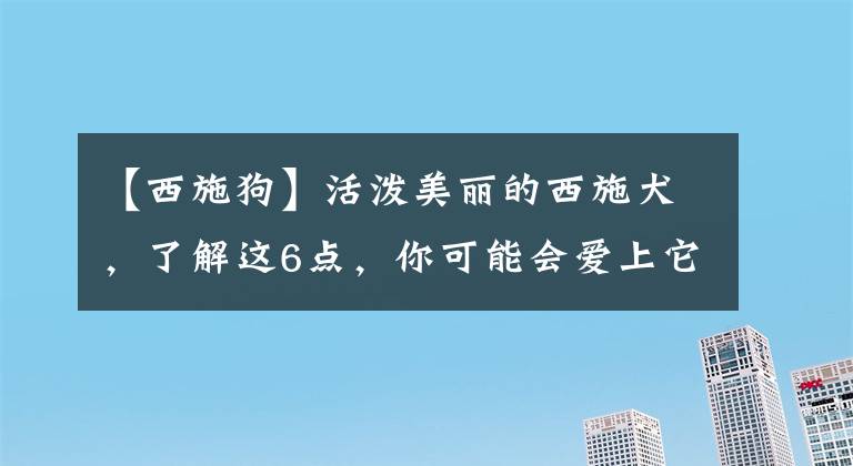 【西施狗】活泼美丽的西施犬，了解这6点，你可能会爱上它