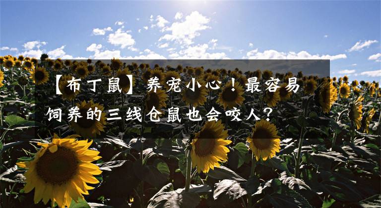 【布丁鼠】养宠小心！最容易饲养的三线仓鼠也会咬人？