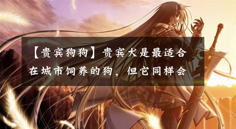 【贵宾狗狗】贵宾犬是最适合在城市饲养的狗，但它同样会咬人，不可掉以轻心