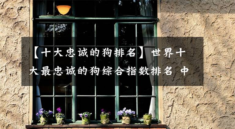 【十大忠诚的狗排名】世界十大最忠诚的狗综合指数排名 中华田园犬高居前三名