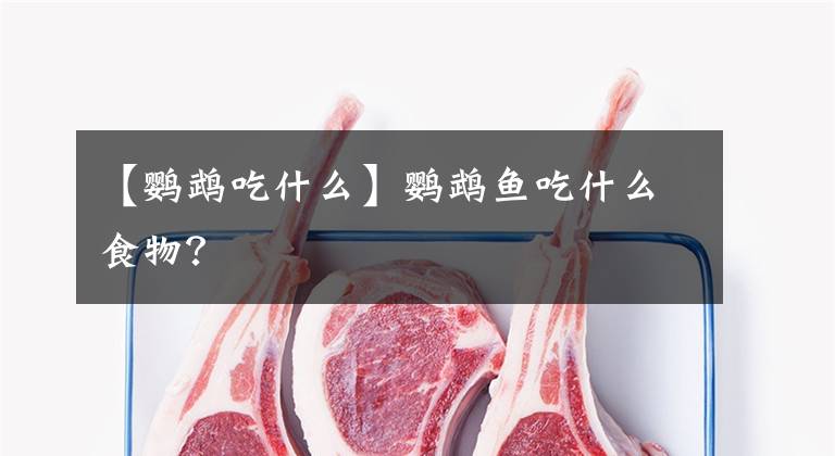 【鹦鹉吃什么】鹦鹉鱼吃什么食物？