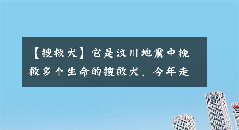 【搜救犬】它是汶川地震中挽救多个生命的搜救犬,今年走完了自己传奇的一生