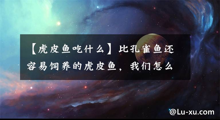 【虎皮鱼吃什么】比孔雀鱼还容易饲养的虎皮鱼，我们怎么就养不好呢？