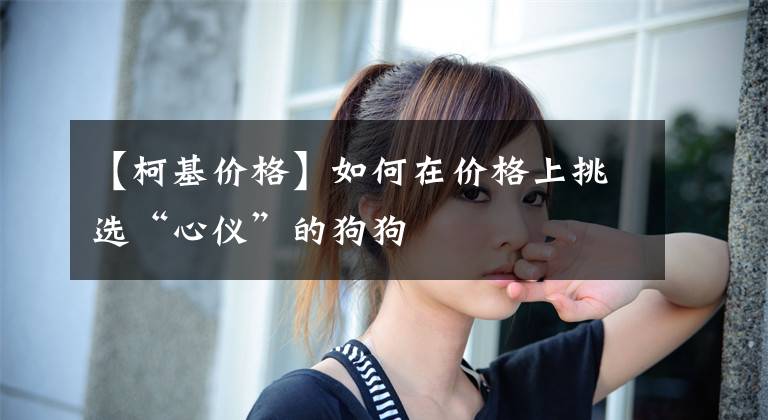【柯基价格】如何在价格上挑选“心仪”的狗狗