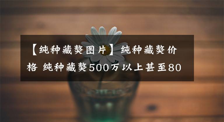 【纯种藏獒图片】纯种藏獒价格 纯种藏獒500万以上甚至800万