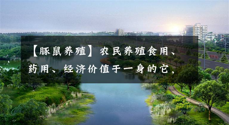 【豚鼠养殖】农民养殖食用、药用、经济价值于一身的它，年入近四十万元