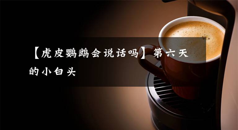 【虎皮鹦鹉会说话吗】第六天的小白头