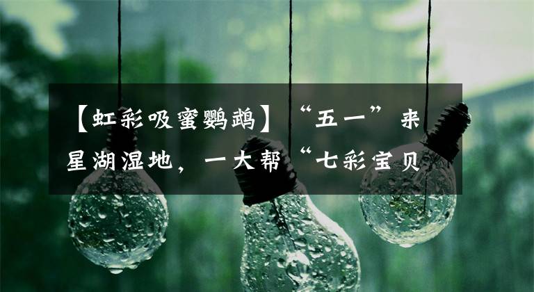 【虹彩吸蜜鹦鹉】“五一”来星湖湿地，一大帮“七彩宝贝”陪你过节哦~