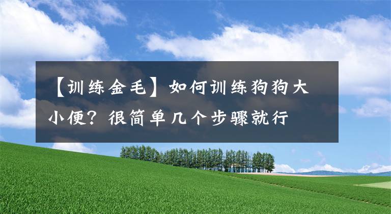 【训练金毛】如何训练狗狗大小便？很简单几个步骤就行