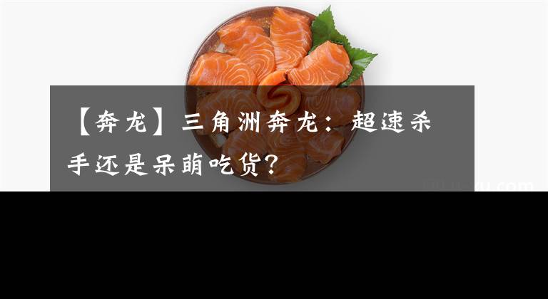 【奔龙】三角洲奔龙:超速杀手还是呆萌吃货?
