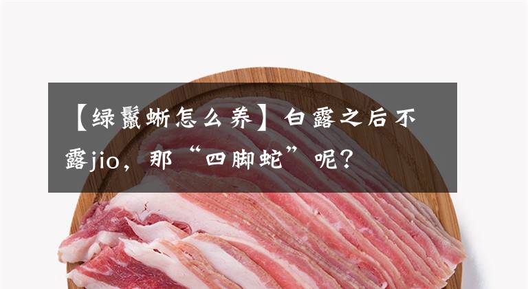 【绿鬣蜥怎么养】白露之后不露jio,那“四脚蛇”呢?