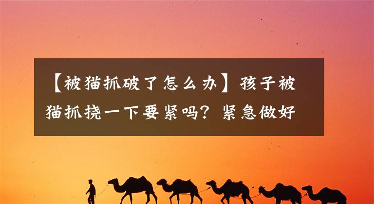 【被猫抓破了怎么办】孩子被猫抓挠一下要紧吗?紧急做好伤口处理,与打疫苗同样重要