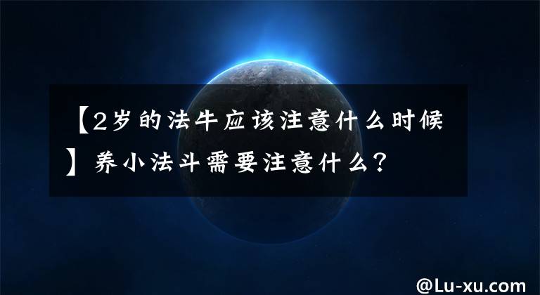 【2岁的法牛应该注意什么时候】养小法斗需要注意什么?
