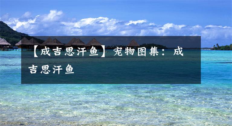 【成吉思汗鱼】宠物图集：成吉思汗鱼