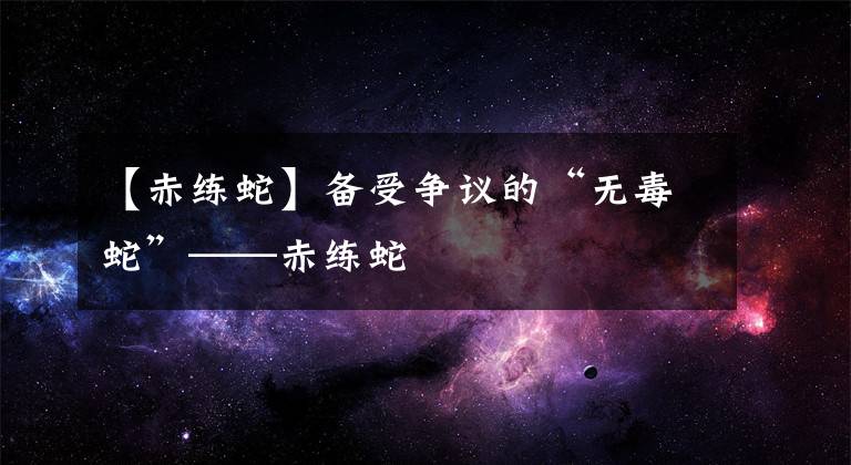 【赤练蛇】备受争议的“无毒蛇”——赤练蛇