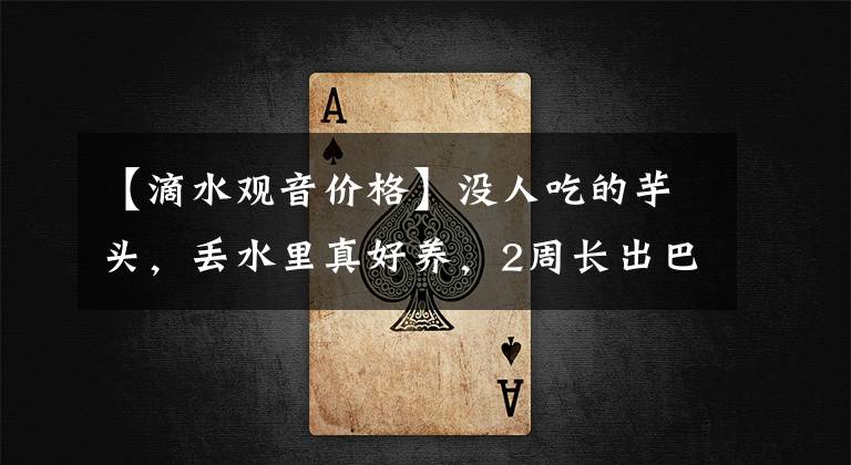 【滴水观音价格】没人吃的芋头,丢水里真好养,2周长出巴掌大的叶片