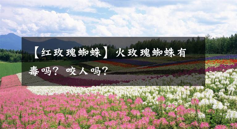 【红玫瑰蜘蛛】火玫瑰蜘蛛有毒吗？咬人吗？