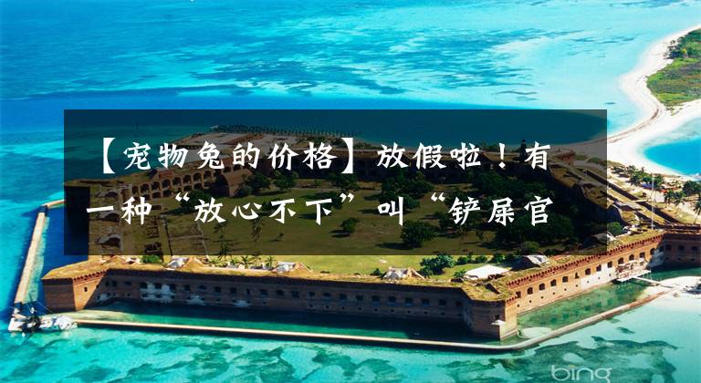 【宠物兔的价格】放假啦!有一种“放心不下”叫“铲屎官”
