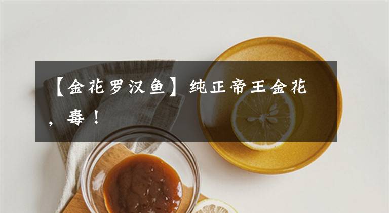 【金花罗汉鱼】纯正帝王金花,毒!