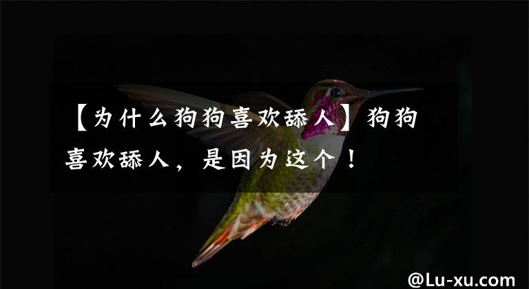 【为什么狗狗喜欢舔人】狗狗喜欢舔人，是因为这个！
