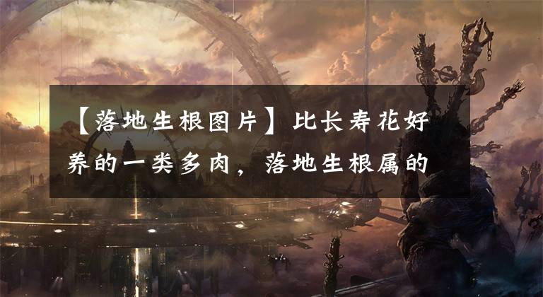 【落地生根图片】比长寿花好养的一类多肉，落地生根属的大家庭，品种多，花朵好看