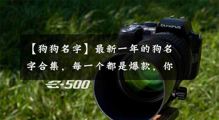 【狗狗名字】最新一年的狗名字合集，每一个都是爆款，你家狗名字也在其中吗？