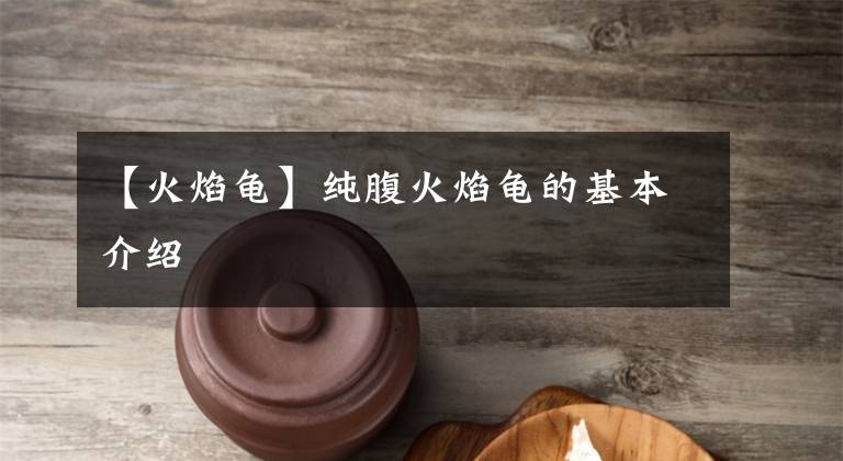 【火焰龟】纯腹火焰龟的基本介绍
