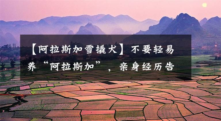 【阿拉斯加雪撬犬】不要轻易养“阿拉斯加”，亲身经历告诉你，别后悔