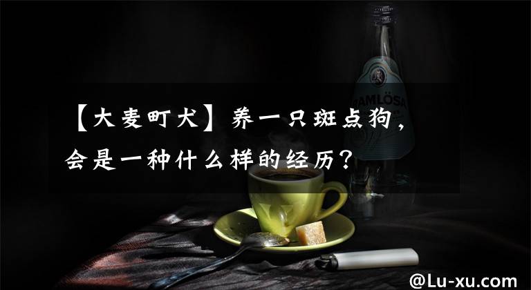 【大麦町犬】养一只斑点狗,会是一种什么样的经历?