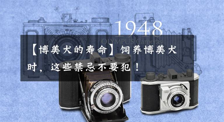 【博美犬的寿命】饲养博美犬时,这些禁忌不要犯!