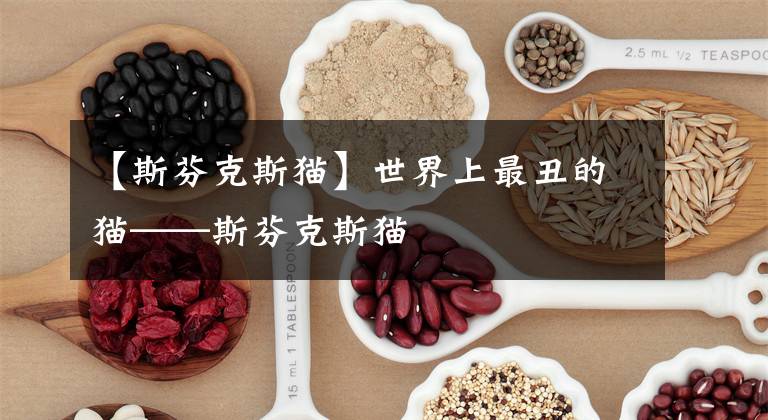 【斯芬克斯猫】世界上最丑的猫——斯芬克斯猫