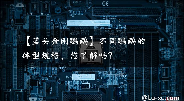 【蓝头金刚鹦鹉】不同鹦鹉的体型规格，您了解吗？