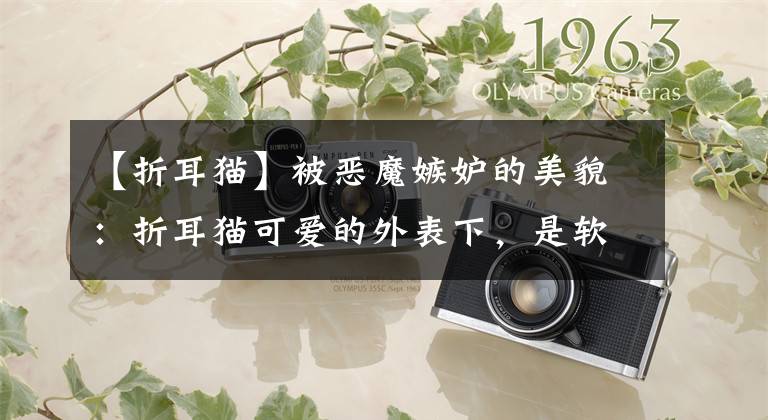 【折耳猫】被恶魔嫉妒的美貌:折耳猫可爱的外表下,是软骨病难以诉说的苦楚