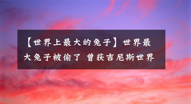 【世界上最大的兔子】世界最大兔子被偷了 曾获吉尼斯世界纪录 主人重金悬赏求找回