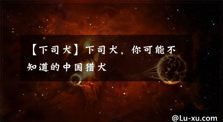 【下司犬】下司犬，你可能不知道的中国猎犬