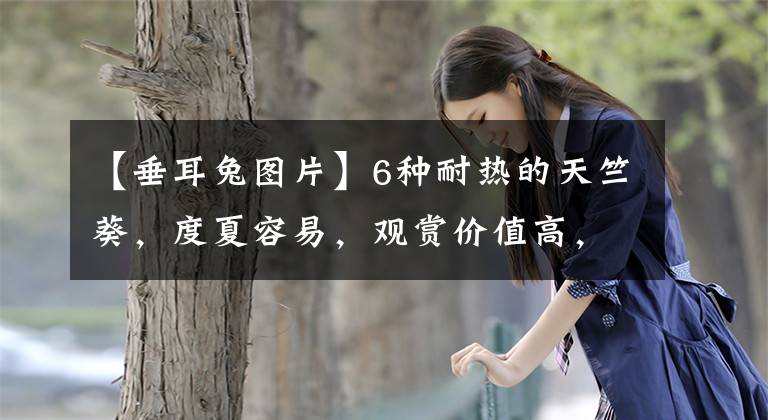 【垂耳兔图片】6种耐热的天竺葵，度夏容易，观赏价值高，适合新手花友养