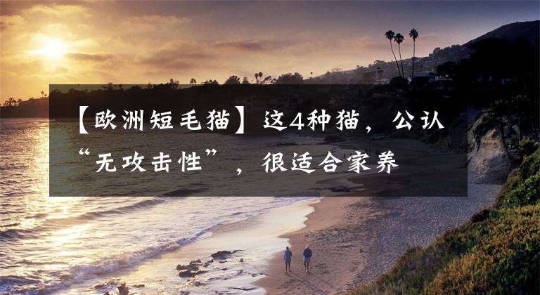 【欧洲短毛猫】这4种猫，公认“无攻击性”，很适合家养