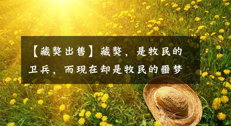 【藏獒出售】藏獒,是牧民的卫兵,而现在却是牧民的噩梦。