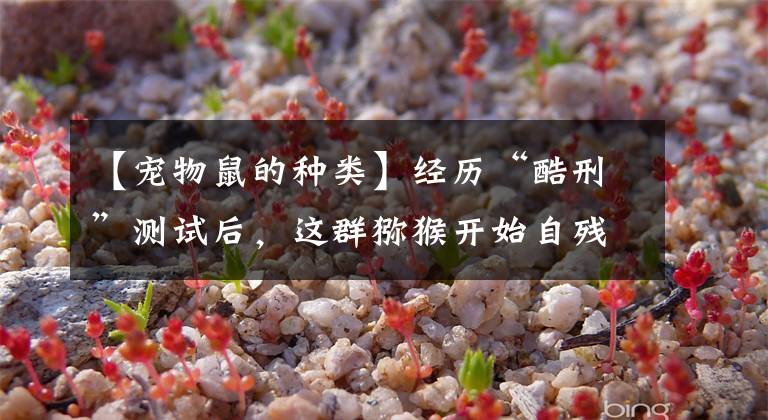 【宠物鼠的种类】经历“酷刑”测试后，这群猕猴开始自残、脑出血，有的被迫实施安乐死