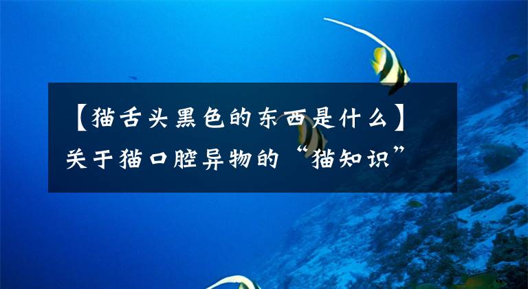 【猫舌头黑色的东西是什么】关于猫口腔异物的“猫知识”